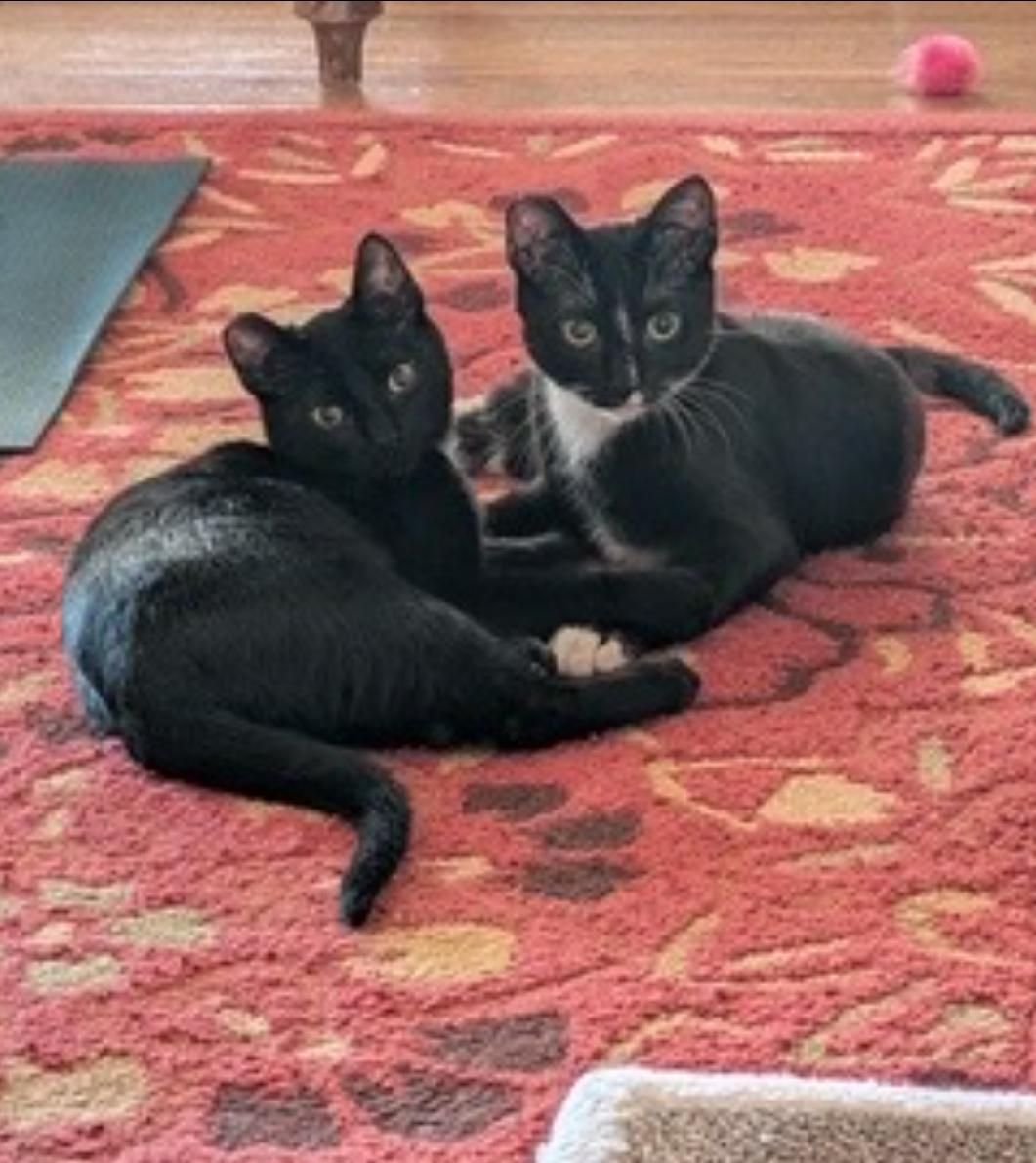 Enlarge Blackberry and Chia  BONDED PAIR, a Adoptable Domestic Short Hair in La Canada, CA image 2/6