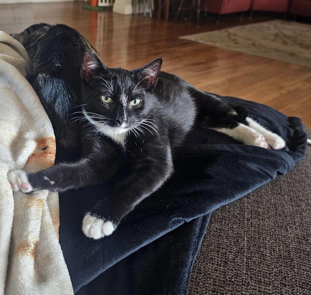 Blackberry and Chia  BONDED PAIR