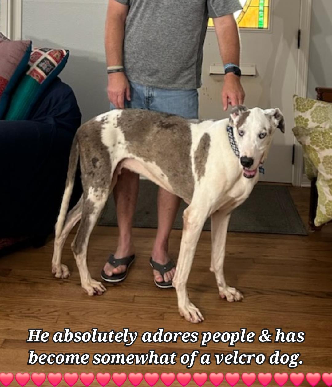 Enlarge Pan, a Adopted Great Dane in Plano, TX image 1/6