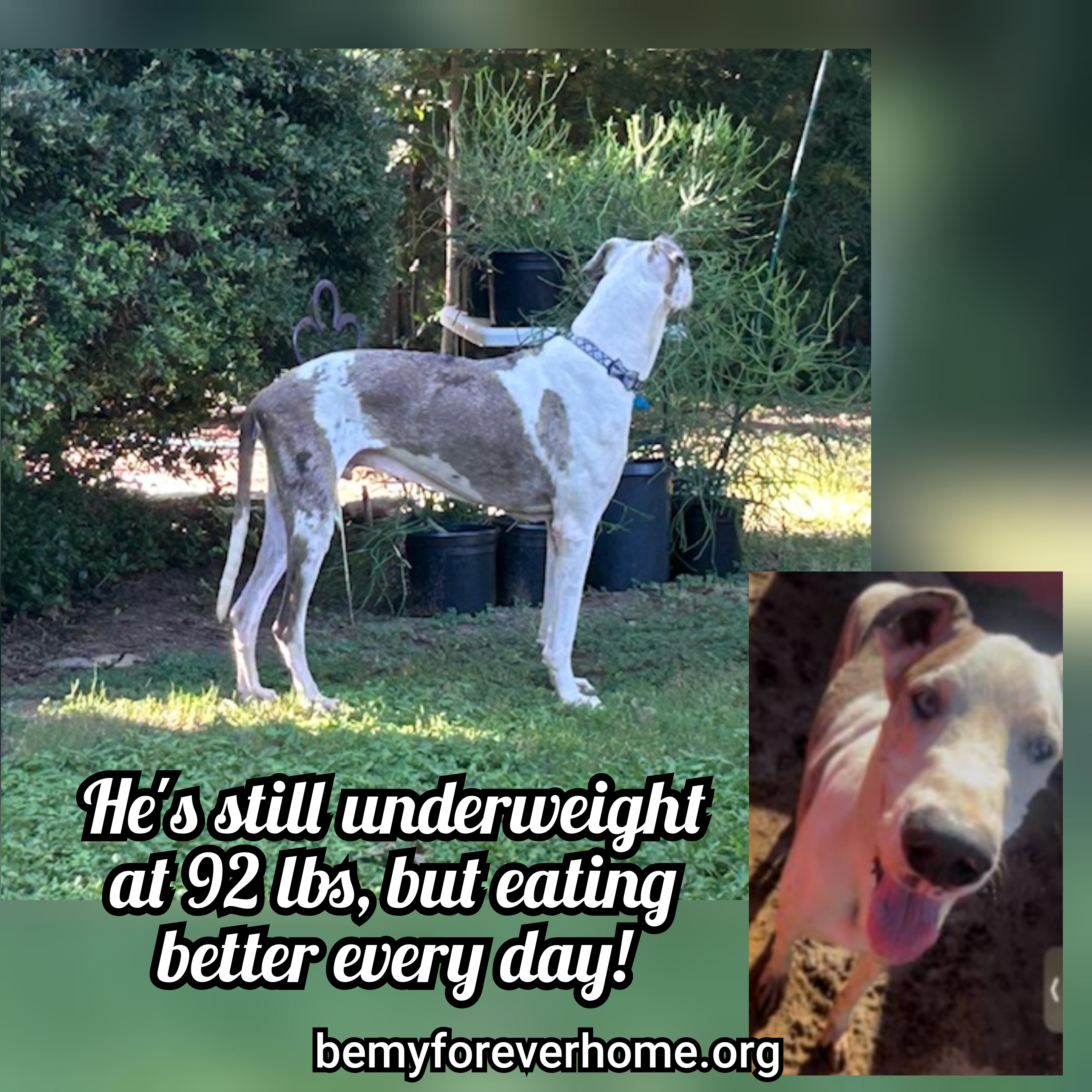 Pan, Adopted, Senior Male Great Dane.