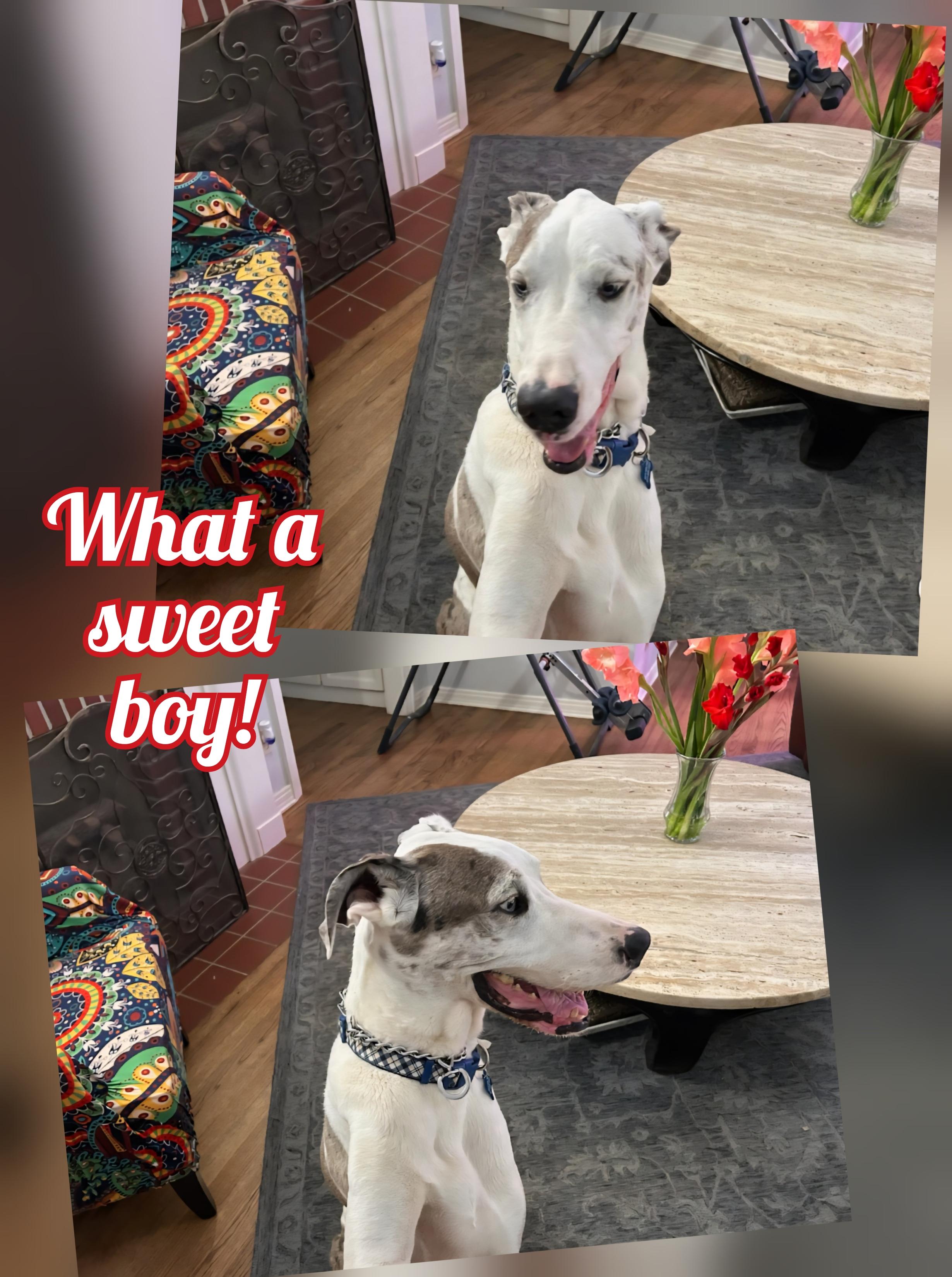 Enlarge Pan, a Adopted Great Dane in Plano, TX image 3/6