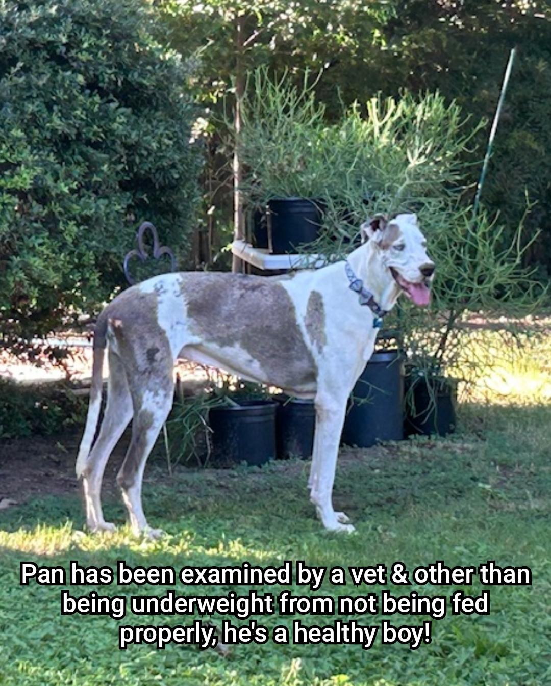 Enlarge Pan, a Adopted Great Dane in Plano, TX image 4/6