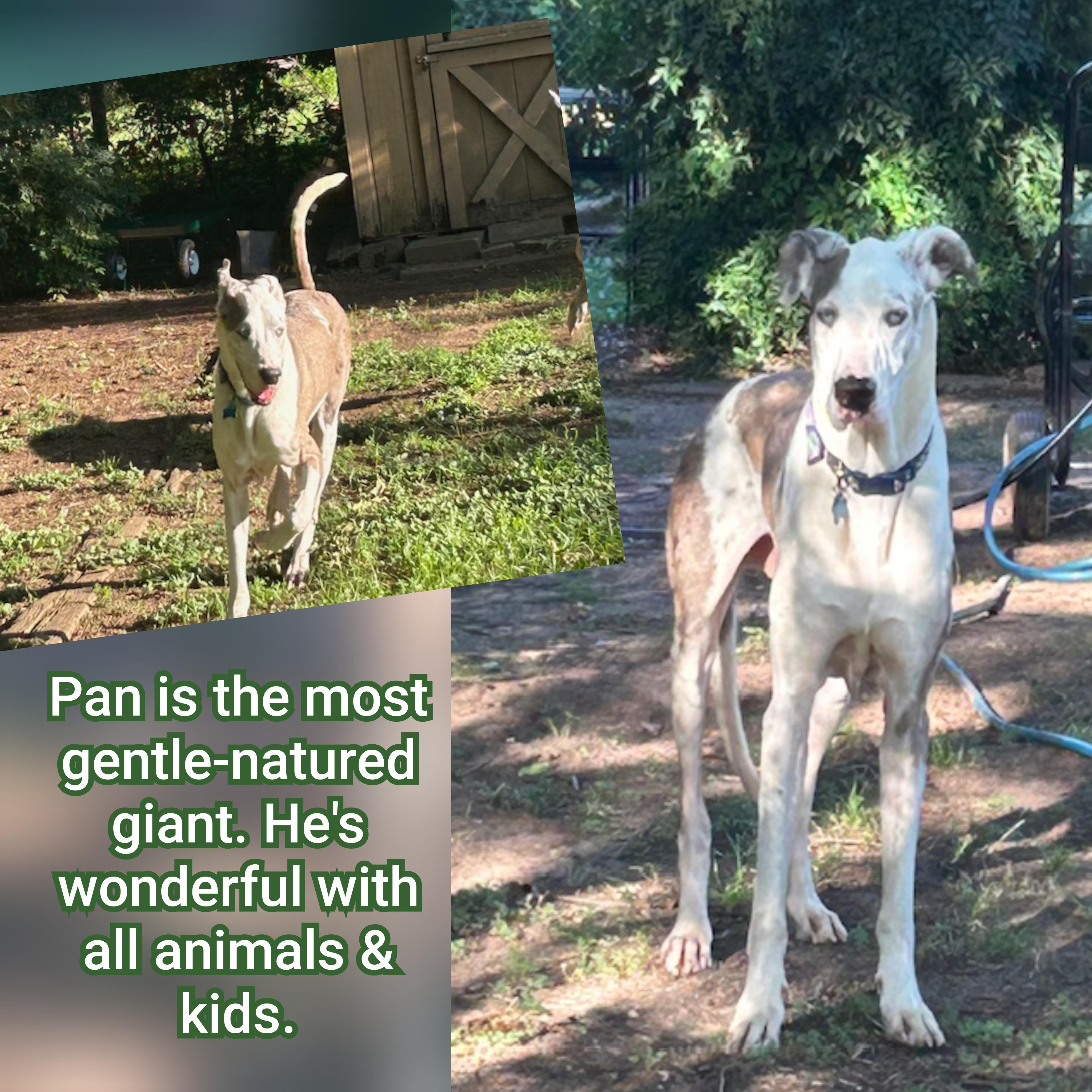 Enlarge Pan, a Adopted Great Dane in Plano, TX image 5/6