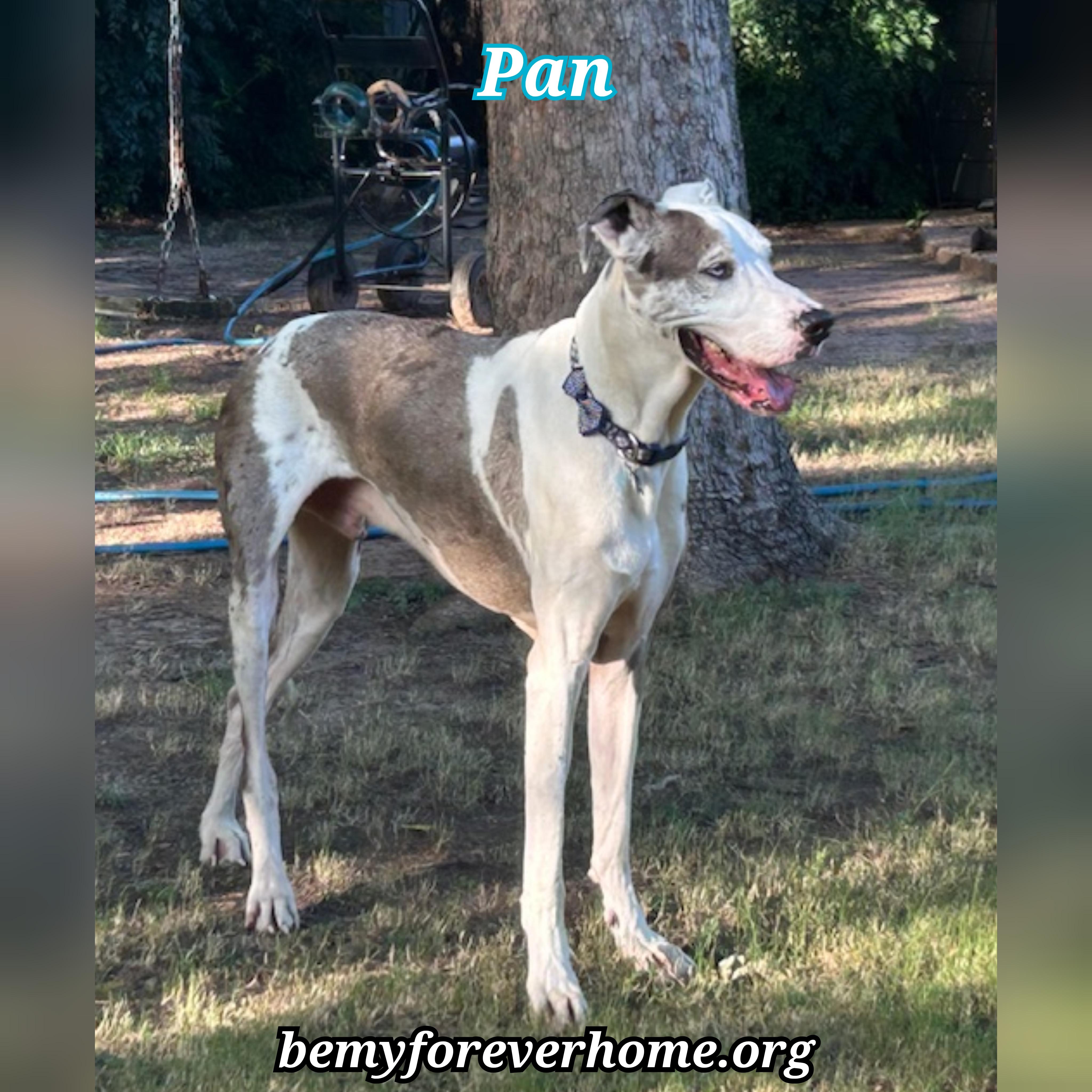 Enlarge Pan, a Adopted Great Dane in Plano, TX image 6/6