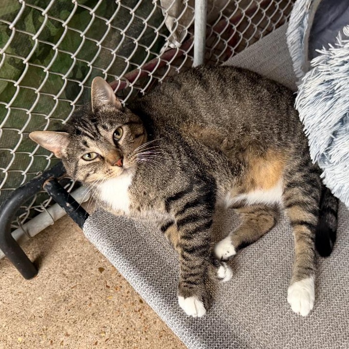 Monica, ADOPTABLE, Adult Female Domestic Short Hair.