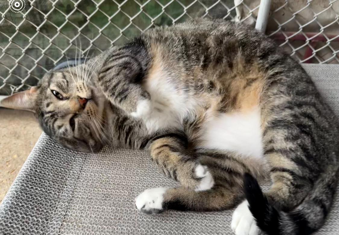 Enlarge Monica, a ADOPTABLE mixed breed in Ransomville, NY image 5/5