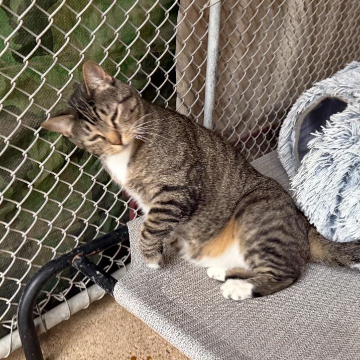 Enlarge Monica, a ADOPTABLE mixed breed in Ransomville, NY image 3/5