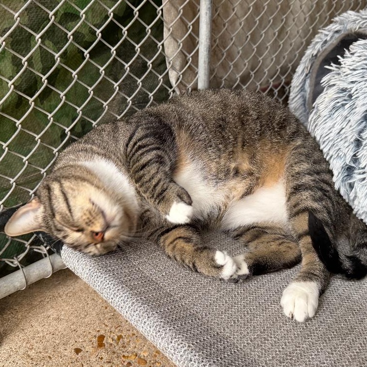 Enlarge Monica, a ADOPTABLE mixed breed in Ransomville, NY image 4/5