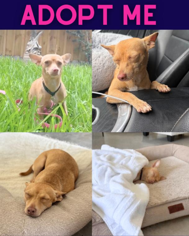 Honey, Adoptable, Young Female Chihuahua.