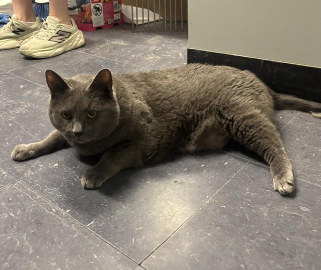 Enlarge Luke, an adopted Domestic Short Hair in Plainville, MA image 4/4