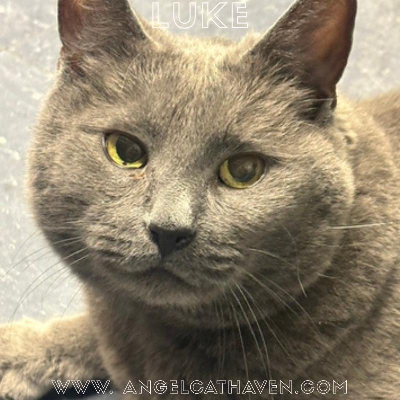 Enlarge Luke, an adopted Domestic Short Hair in Plainville, MA image 1/4