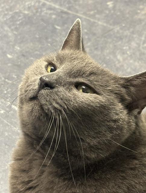 Enlarge Luke, an adopted Domestic Short Hair in Plainville, MA image 2/4