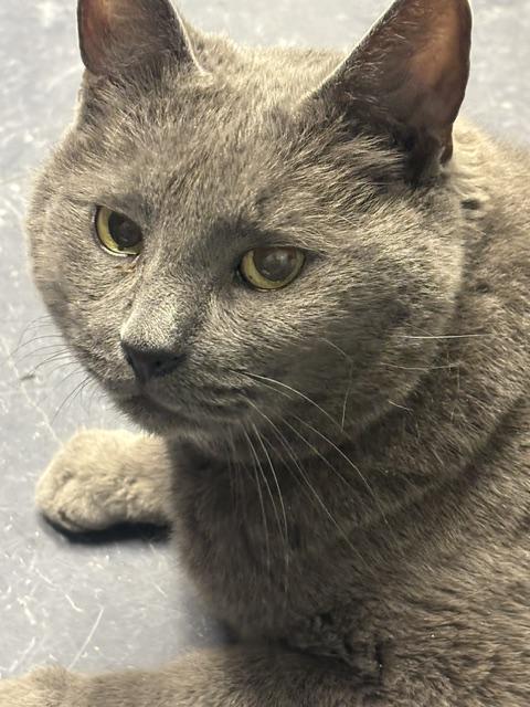Enlarge Luke, an adopted Domestic Short Hair in Plainville, MA image 3/4