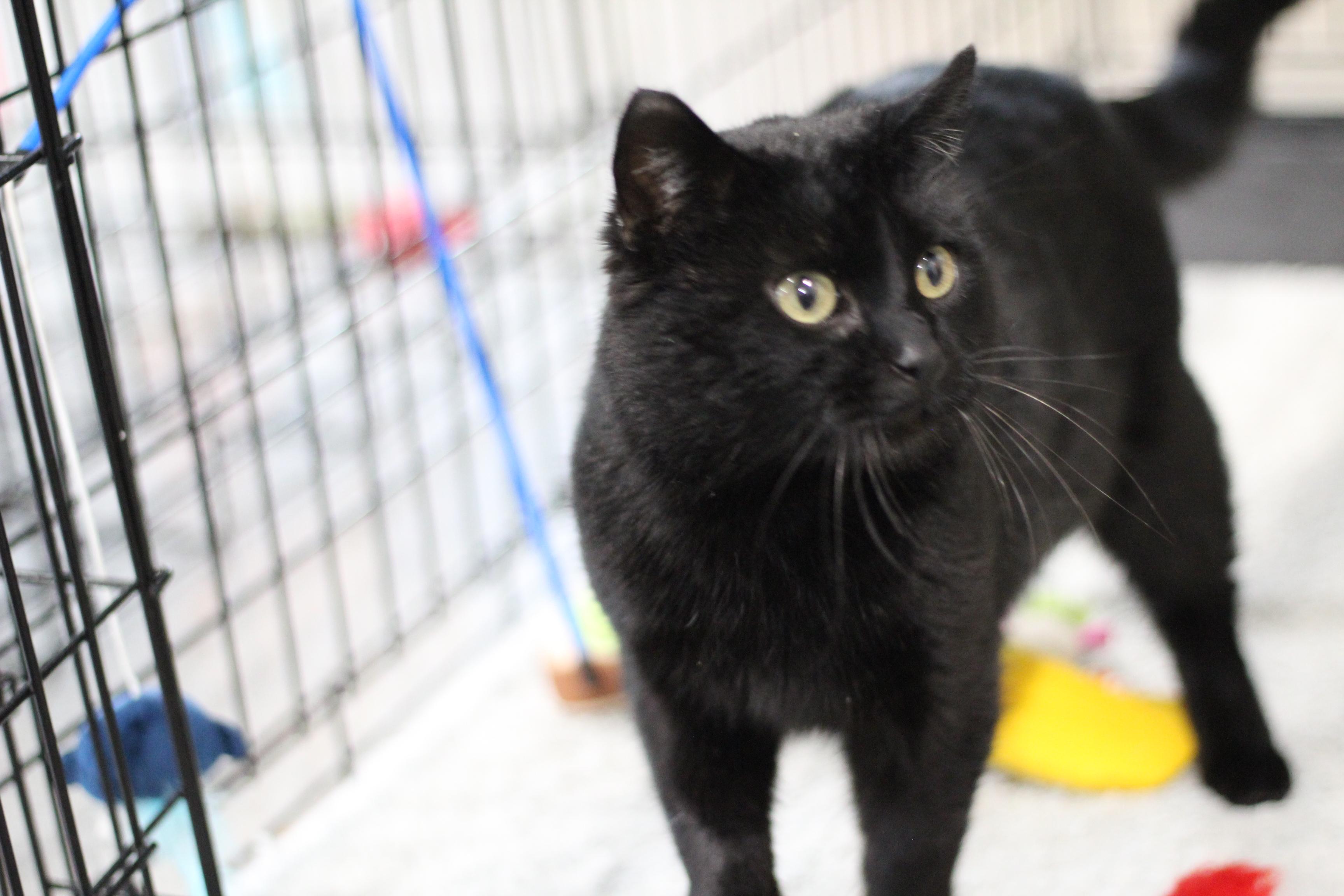 Enlarge Zorro, an adopted Domestic Short Hair in Ottumwa, IA image 1/1