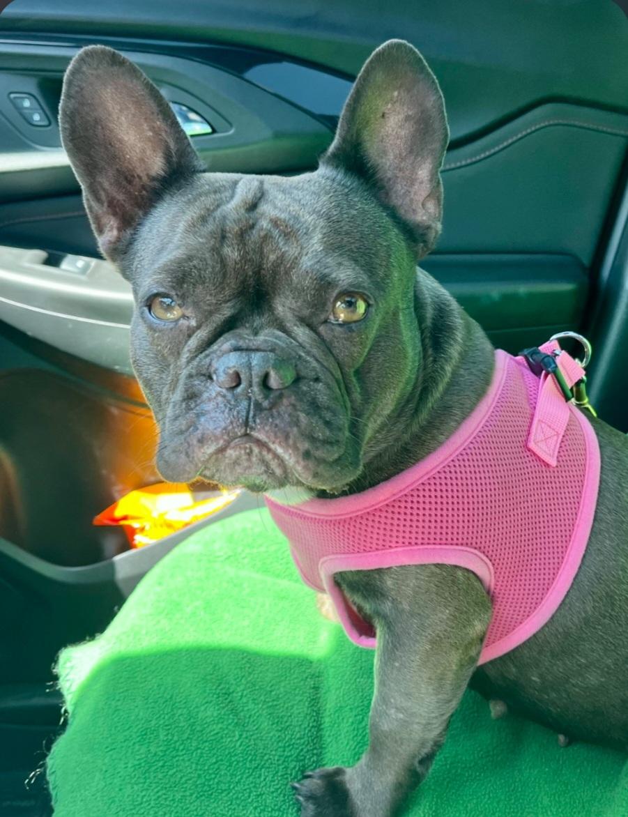 Enlarge Hazel, an adoptable French Bulldog in Bradenton, FL image 3/6