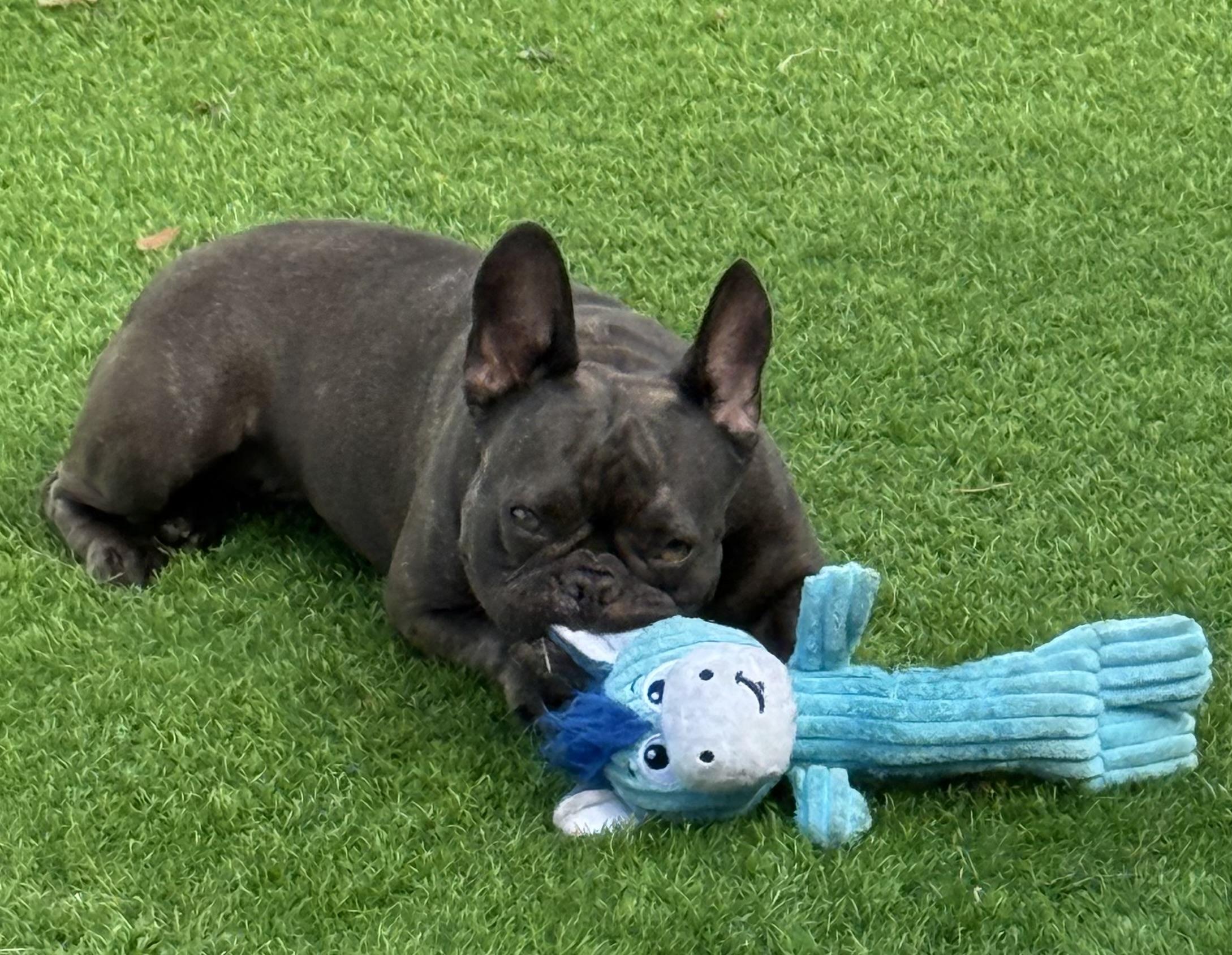 Enlarge Hazel, an adoptable French Bulldog in Bradenton, FL image 6/6