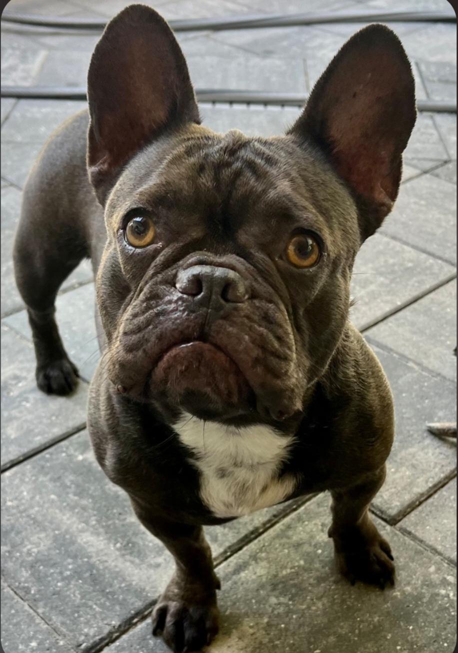 Enlarge Hazel, an adoptable French Bulldog in Bradenton, FL image 2/6