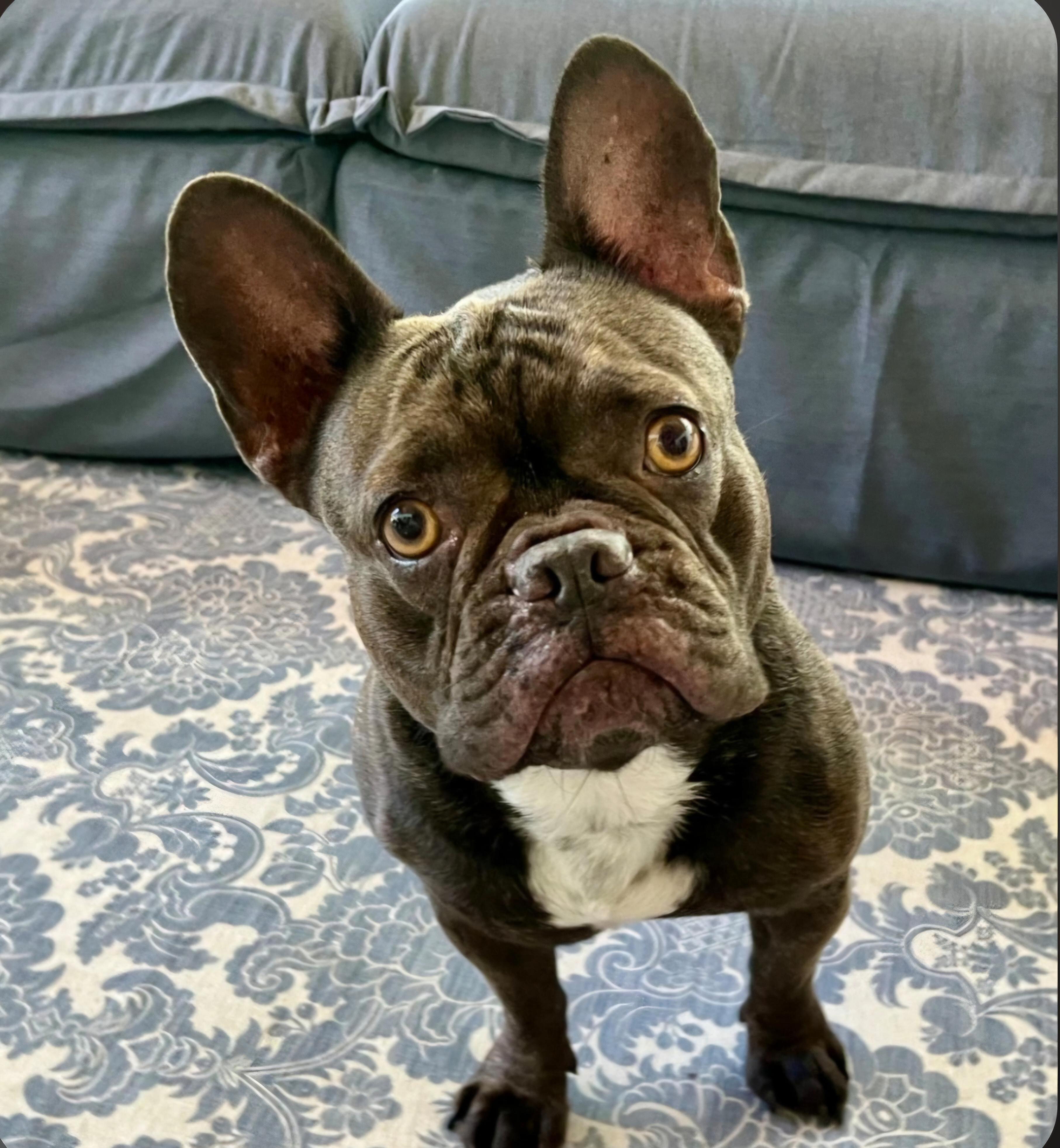 Hazel, adoptable, Young Female French Bulldog.