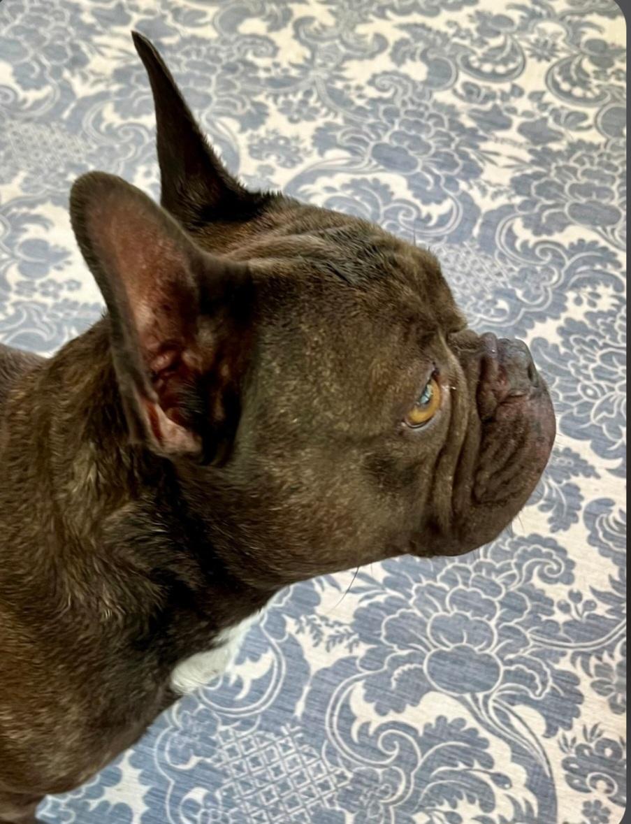 Enlarge Hazel, an adoptable French Bulldog in Bradenton, FL image 6/6
