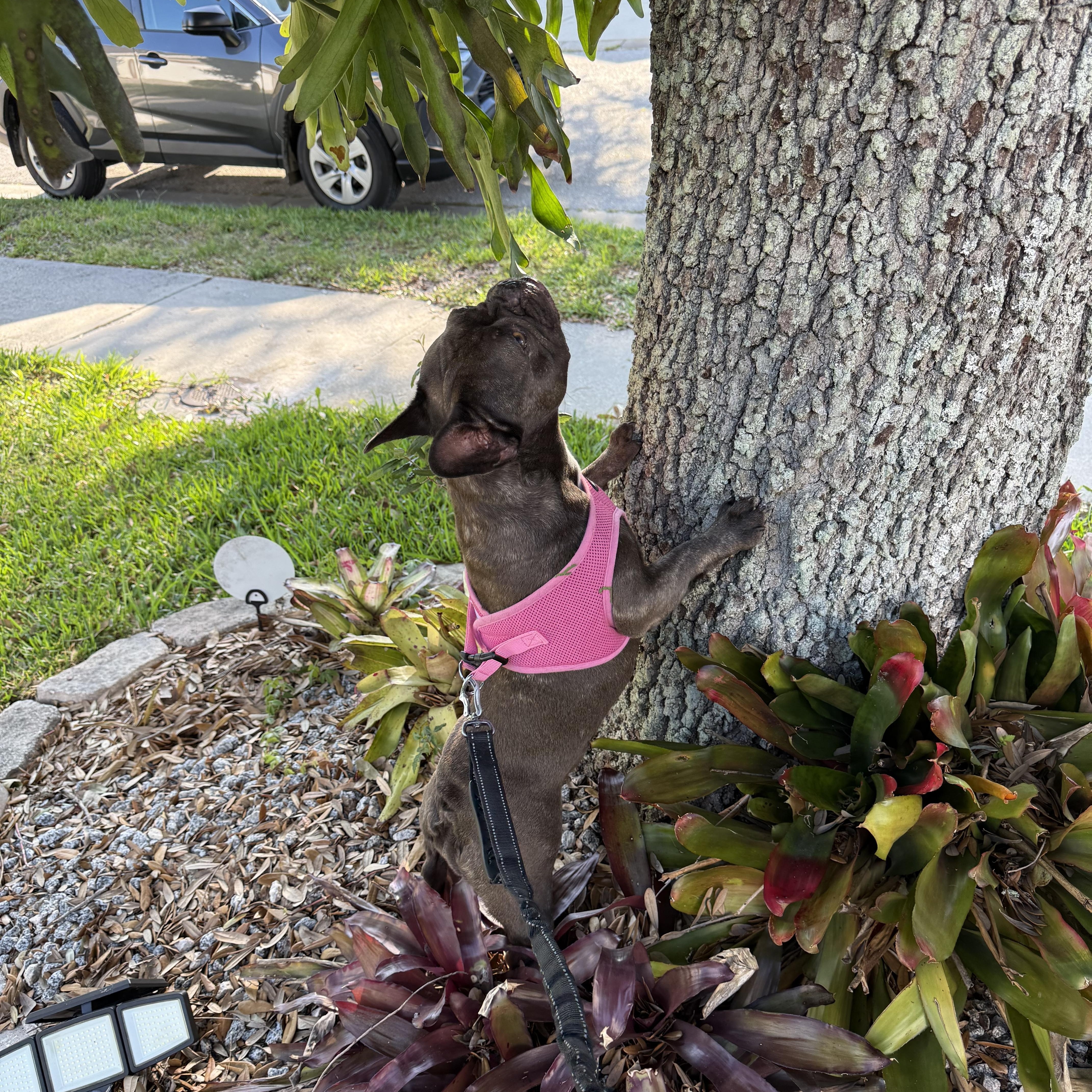Enlarge Hazel, an adoptable French Bulldog in Bradenton, FL image 4/6