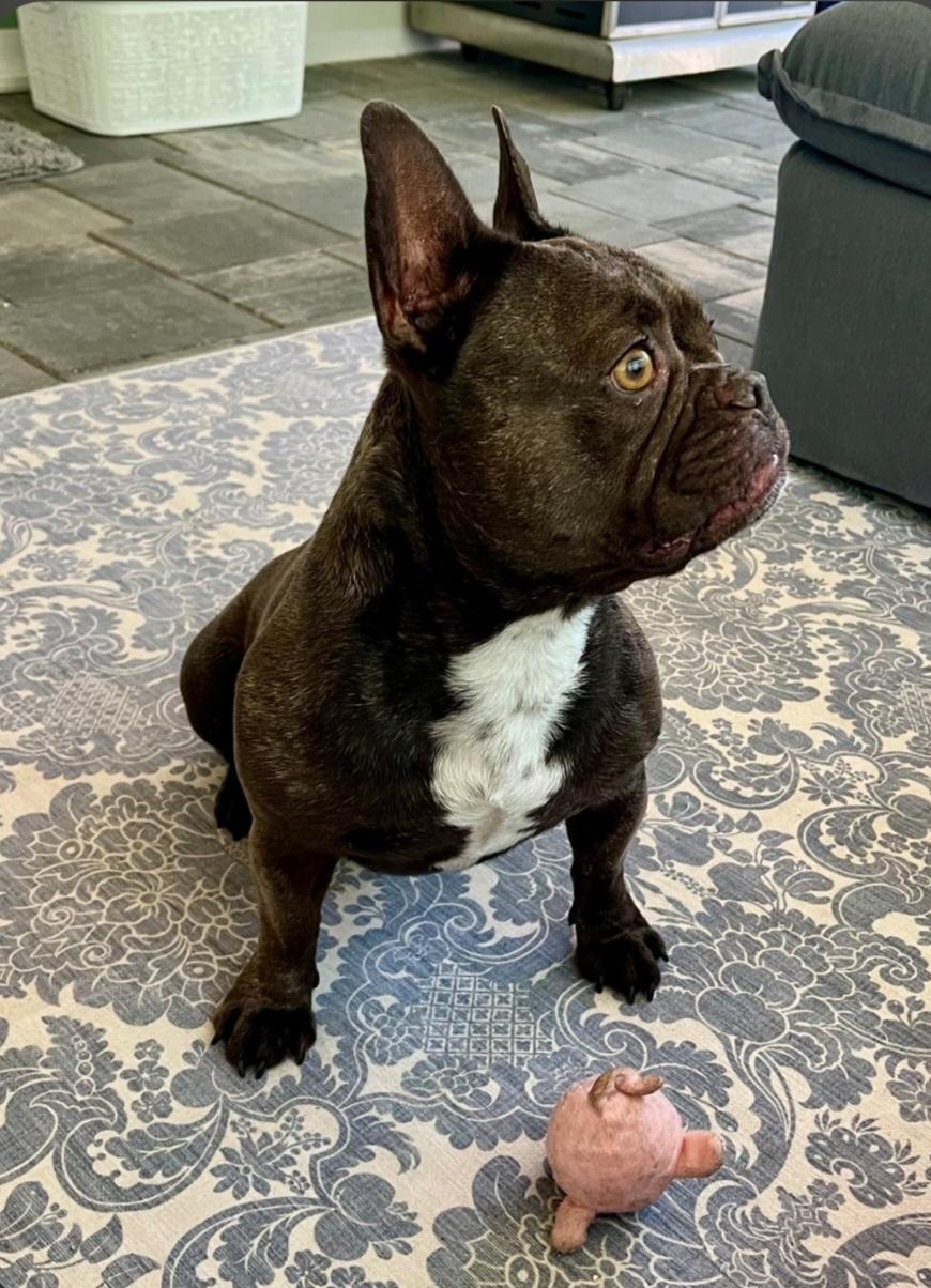 Enlarge Hazel, an adoptable French Bulldog in Bradenton, FL image 4/6
