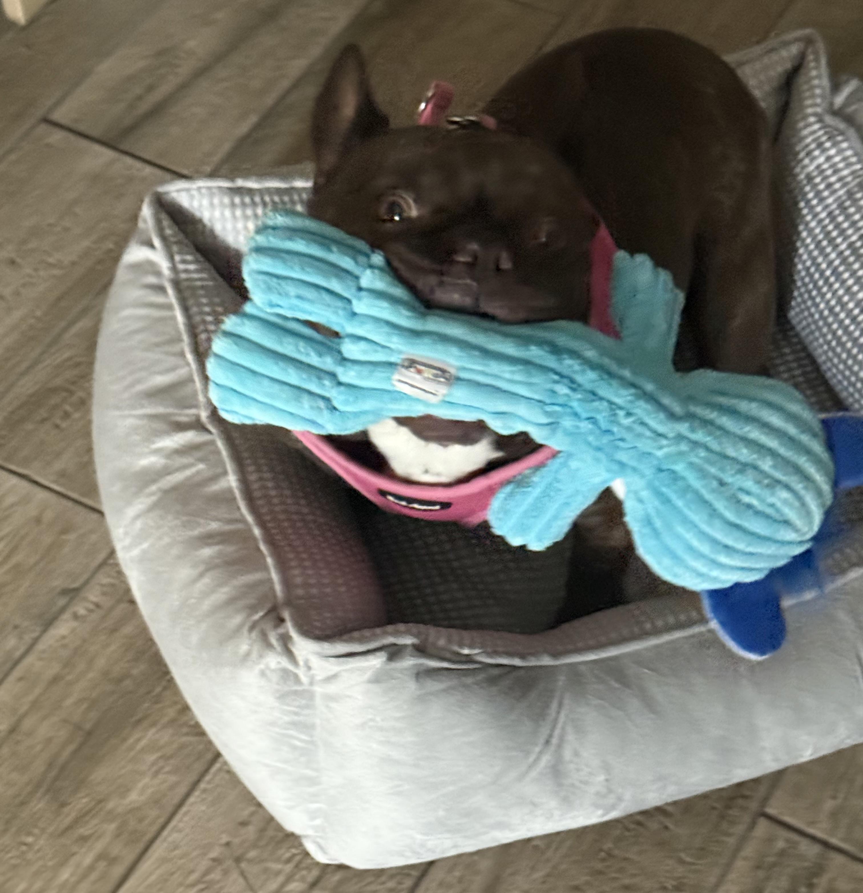 Enlarge Hazel, an adoptable French Bulldog in Bradenton, FL image 5/6