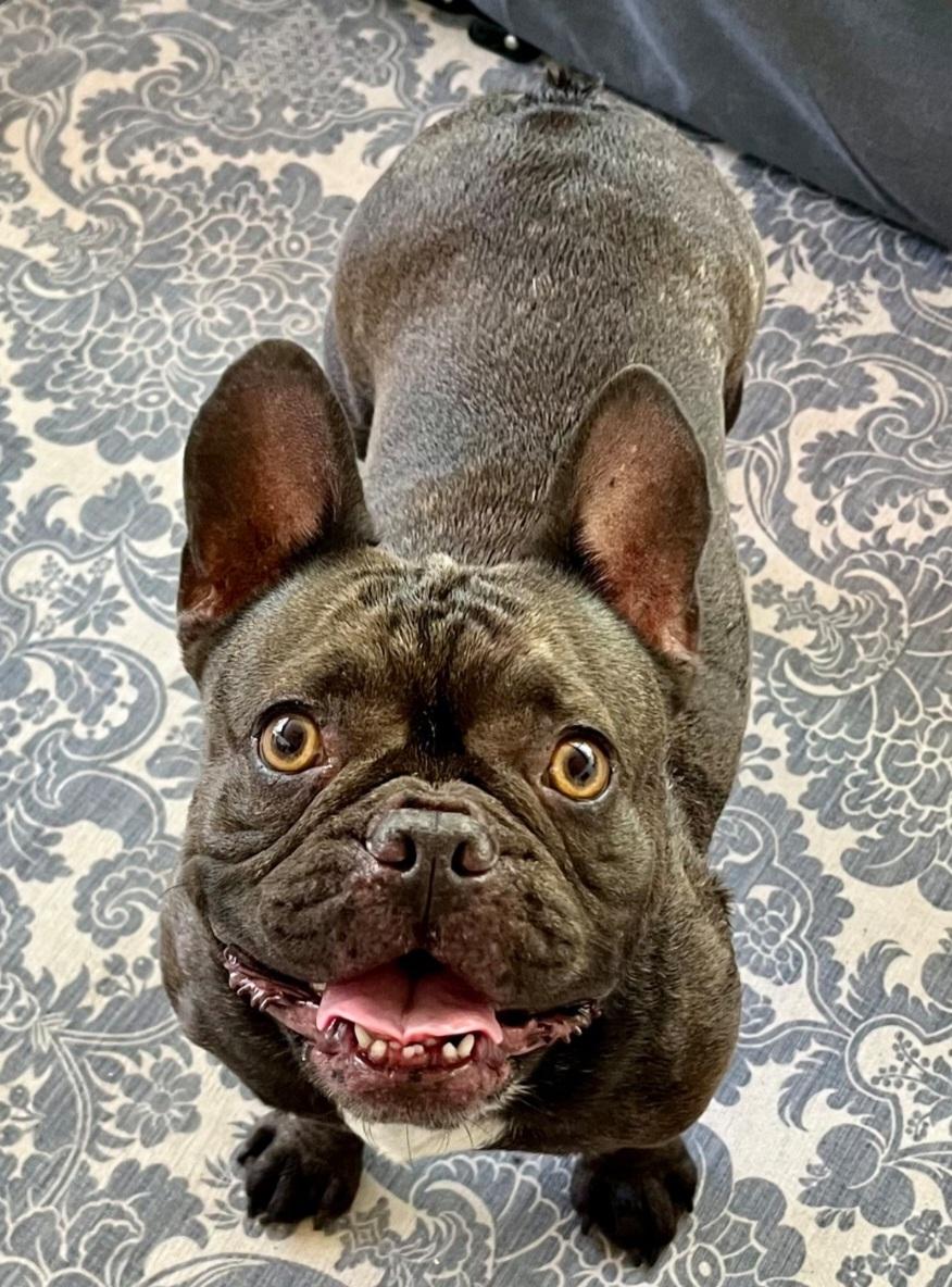 Enlarge Hazel, an adoptable French Bulldog in Bradenton, FL image 5/6