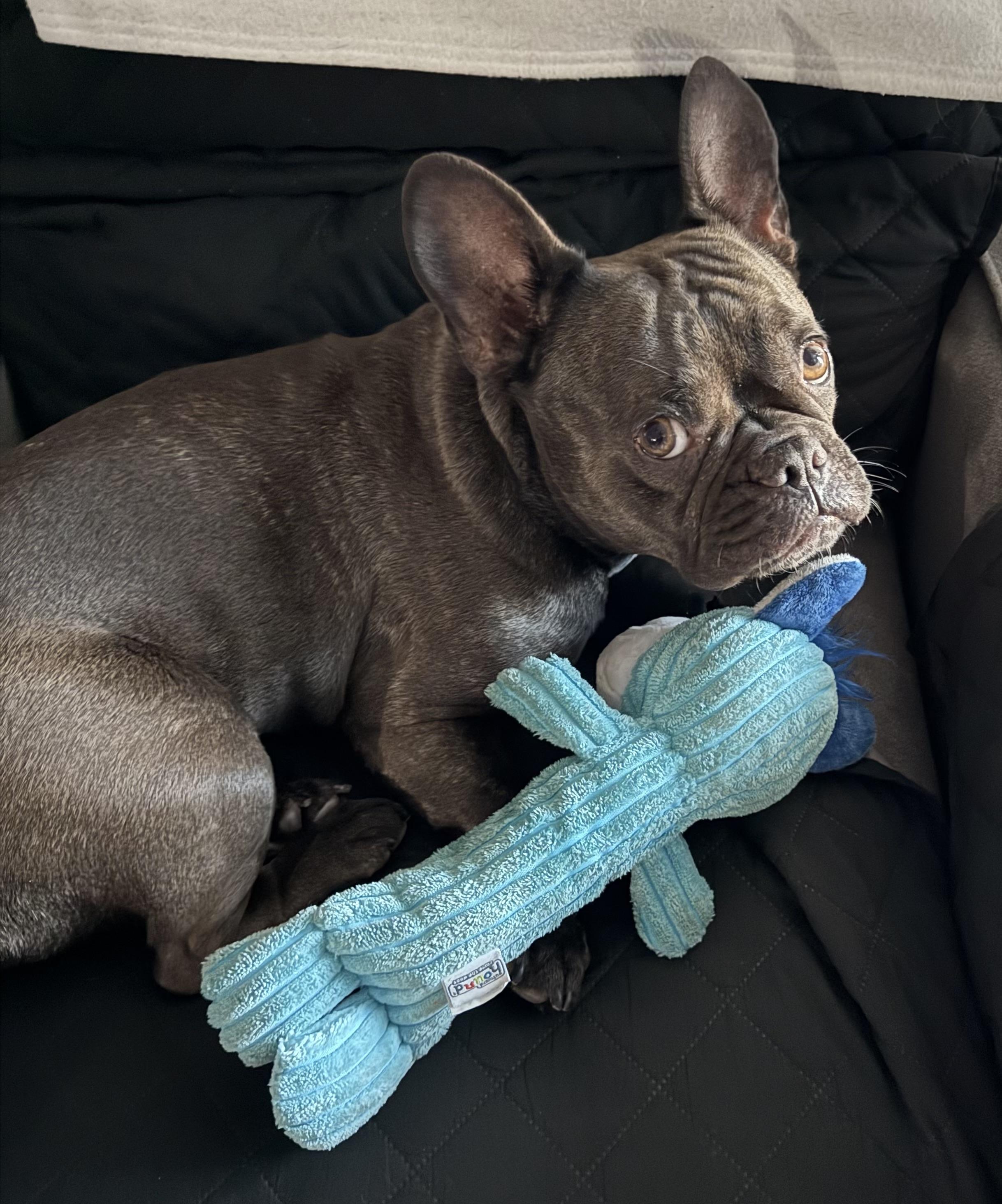 Enlarge Hazel, an adoptable French Bulldog in Bradenton, FL image 1/6