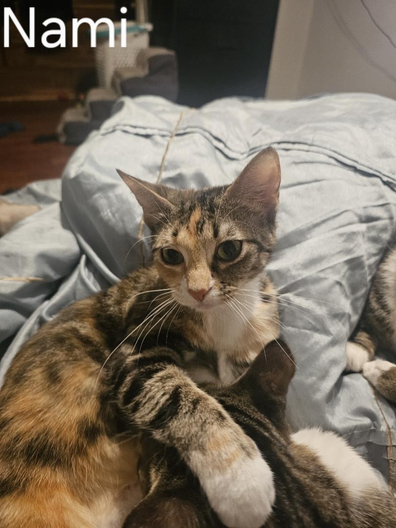 Enlarge Nami, a Adoptable Domestic Short Hair in St Petersburg, FL image 2/2