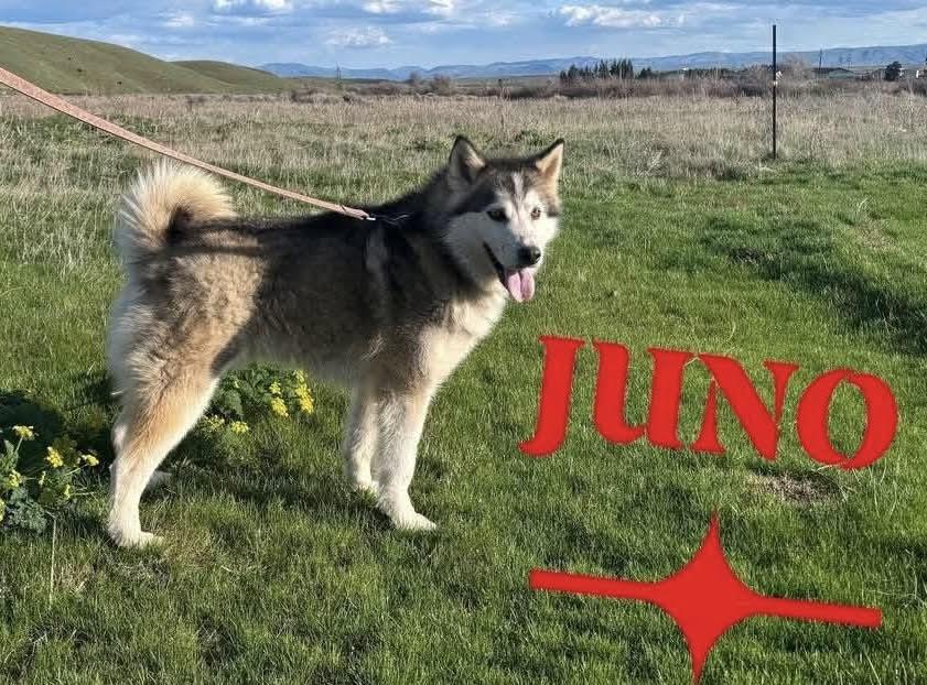 Juno, an adoptable Husky in Deer Park, WA, 99006 | Photo Image 1
