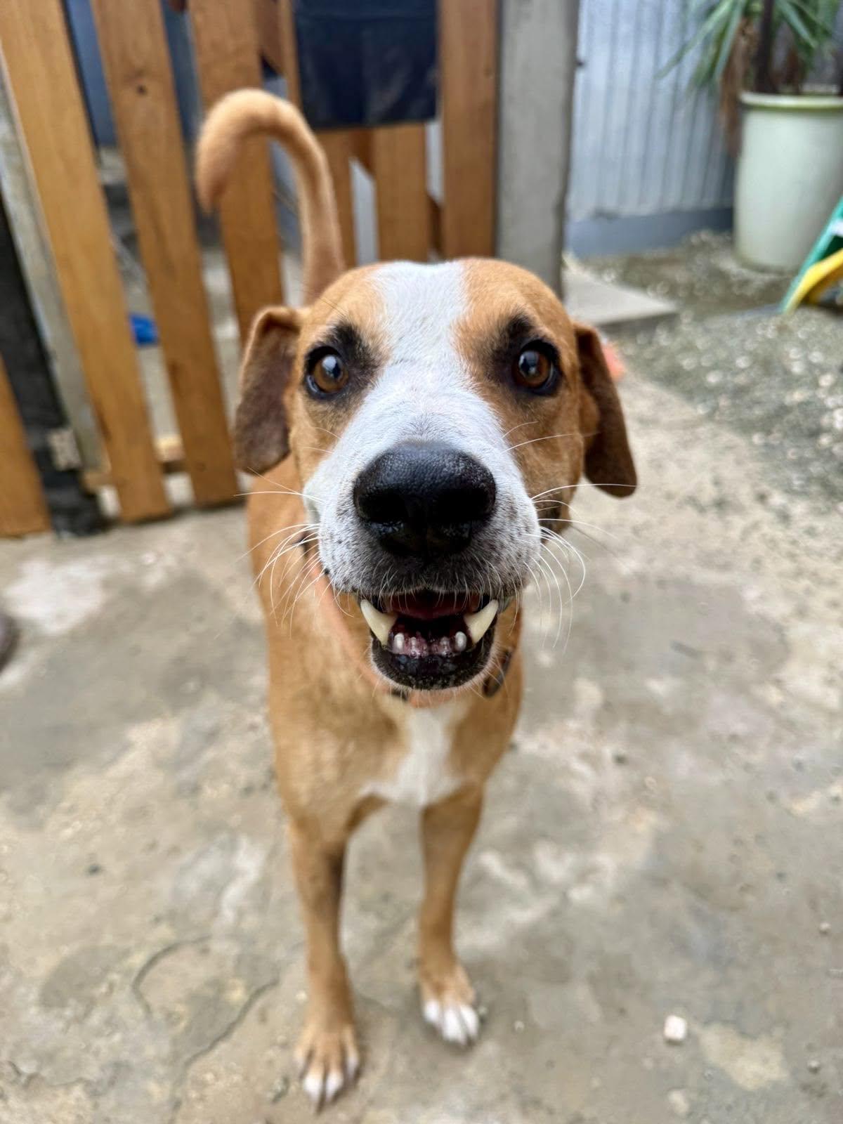Enlarge Finn, a Adoptable mixed breed in Elgin, IL image 2/3