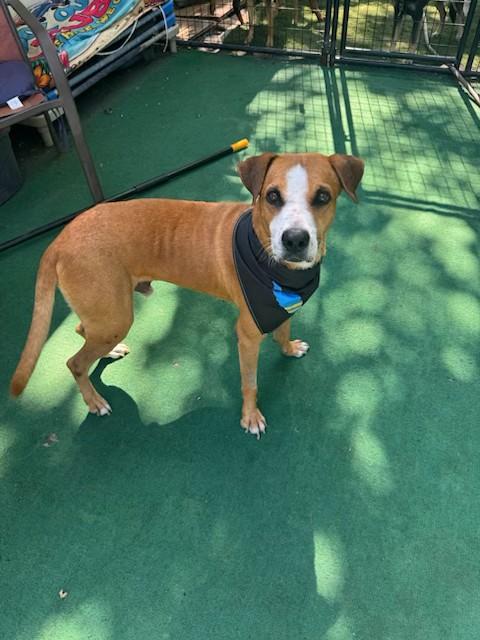 Finn, Adoptable, Adult Male Hound.