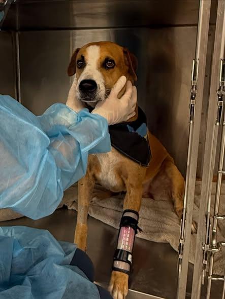 Enlarge Finn, a Adoptable mixed breed in Elgin, IL image 3/3