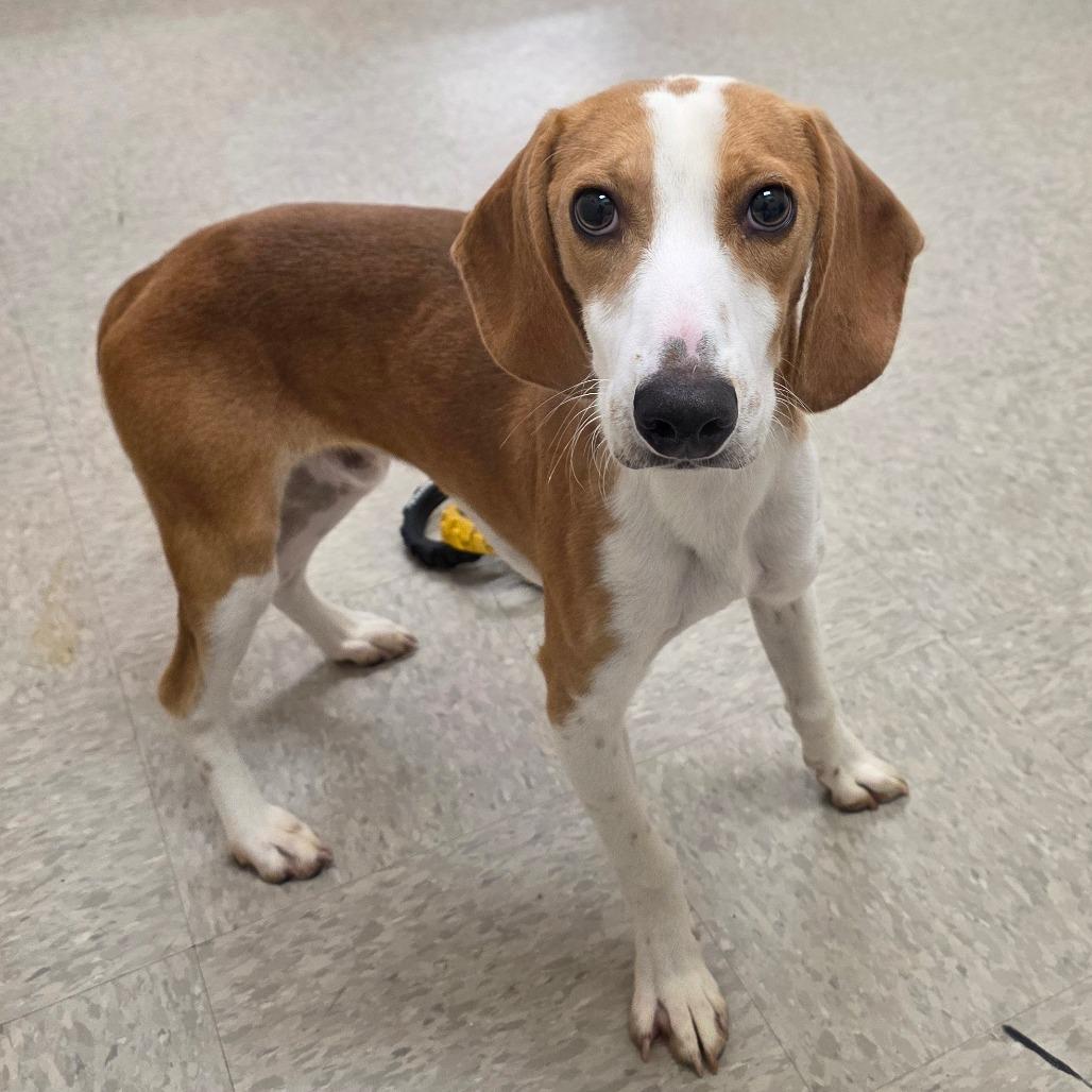 Scraton, Adoptable, Adult Male Hound.