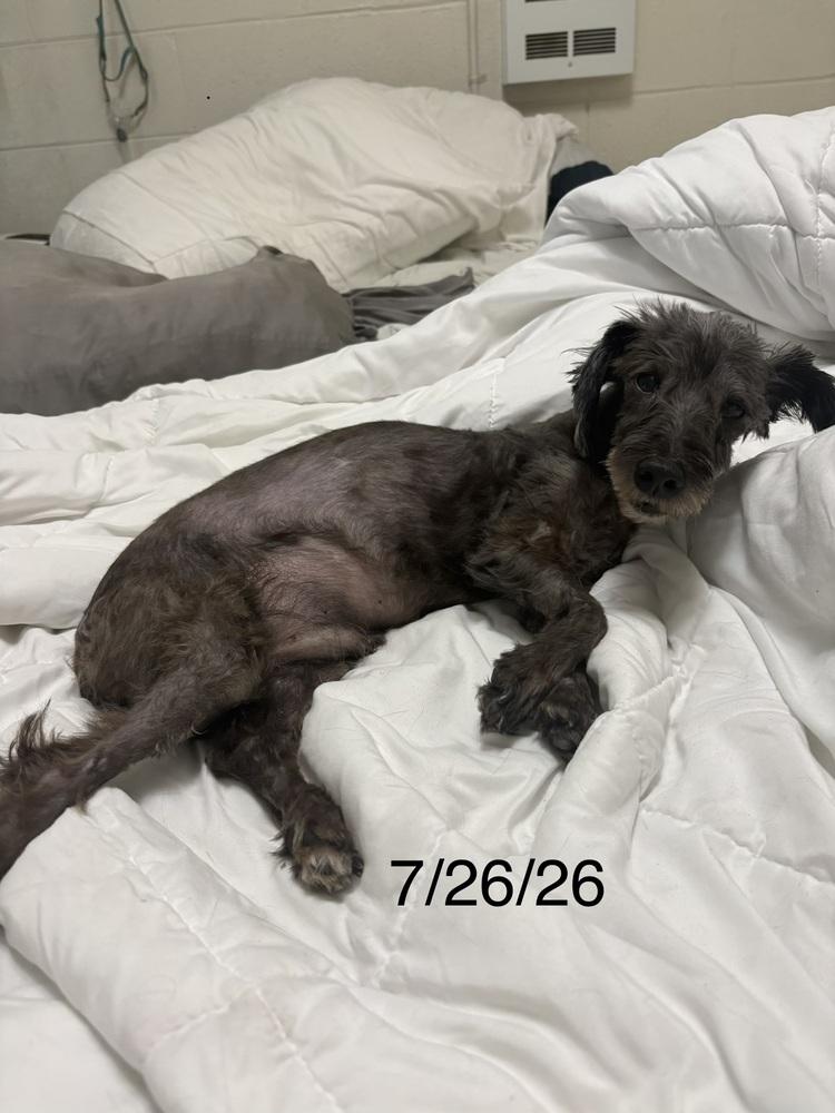 Hank, Adoptable, Senior Male Schnauzer.