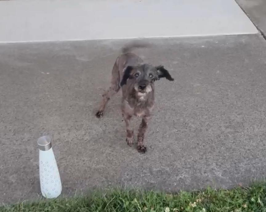 Hank, a Adoptable mixed breed in Roseville, CA image 2/4