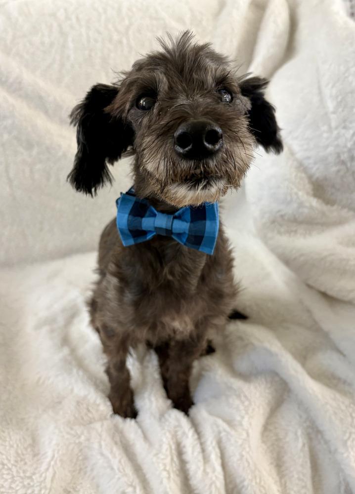 Hank, a Adoptable mixed breed in Roseville, CA image 3/4