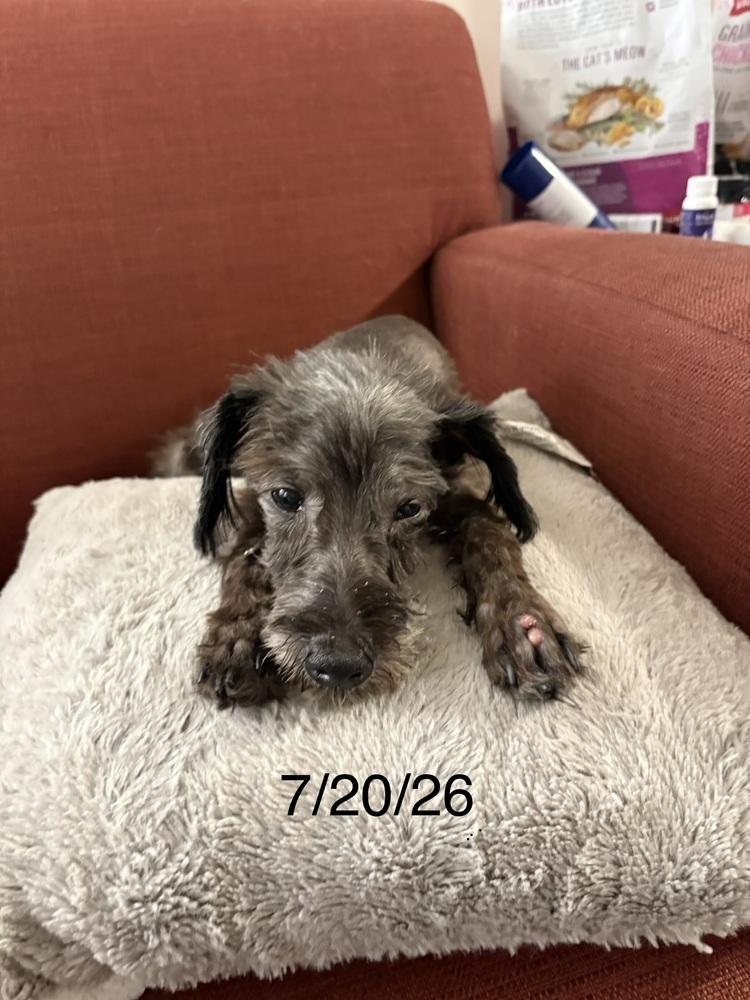 Hank, a Adoptable mixed breed in Roseville, CA image 4/4