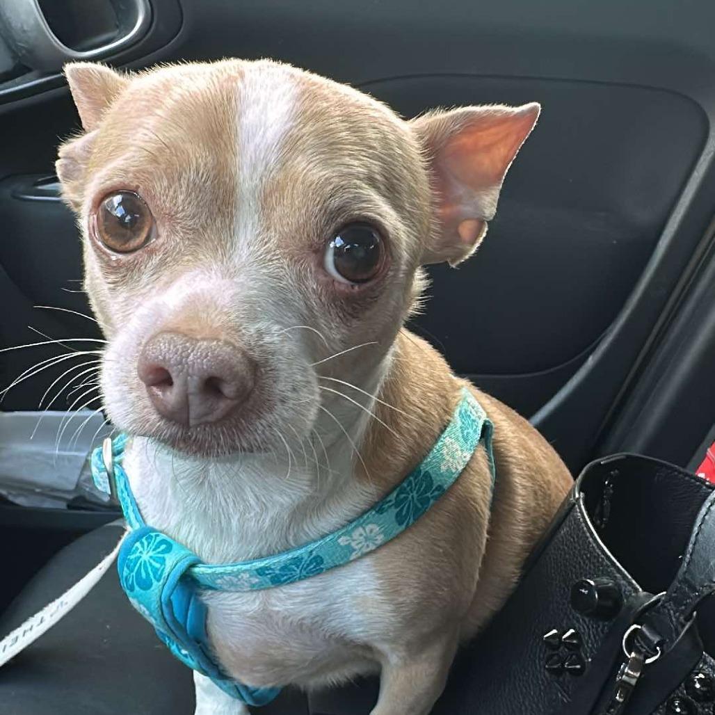 Flynn TAF PDR, Adoptable, Senior Male Chihuahua.