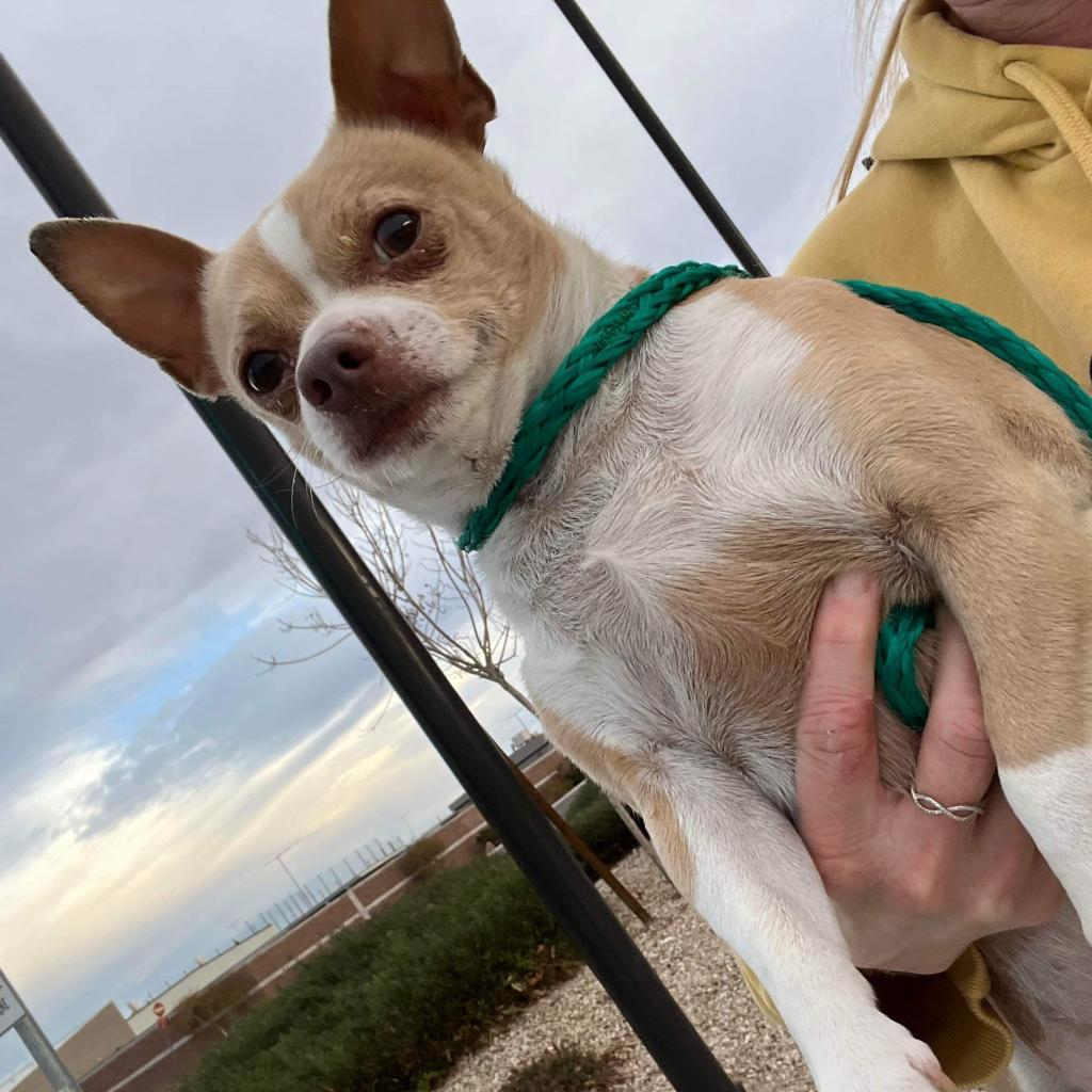 Enlarge Flynn TAF PDR, a Adoptable mixed breed in Las Vegas, NV image 2/4