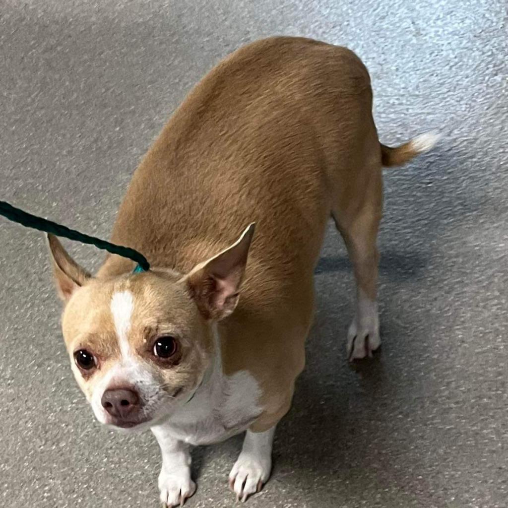 Enlarge Flynn TAF PDR, a Adoptable mixed breed in Las Vegas, NV image 3/4