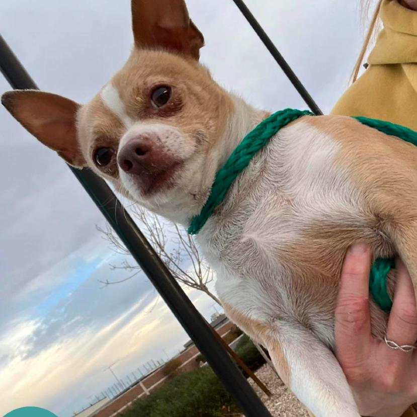 Enlarge Flynn TAF PDR, a Adoptable mixed breed in Las Vegas, NV image 4/4