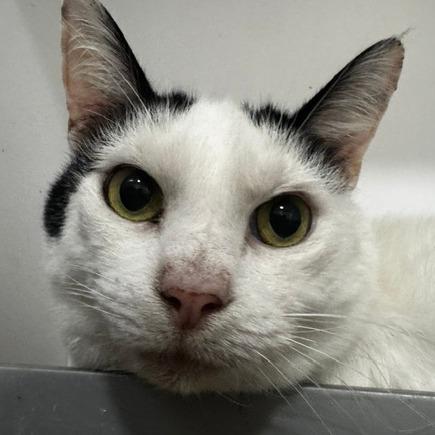 Rill, Adoptable, Senior Male Domestic Short Hair.
