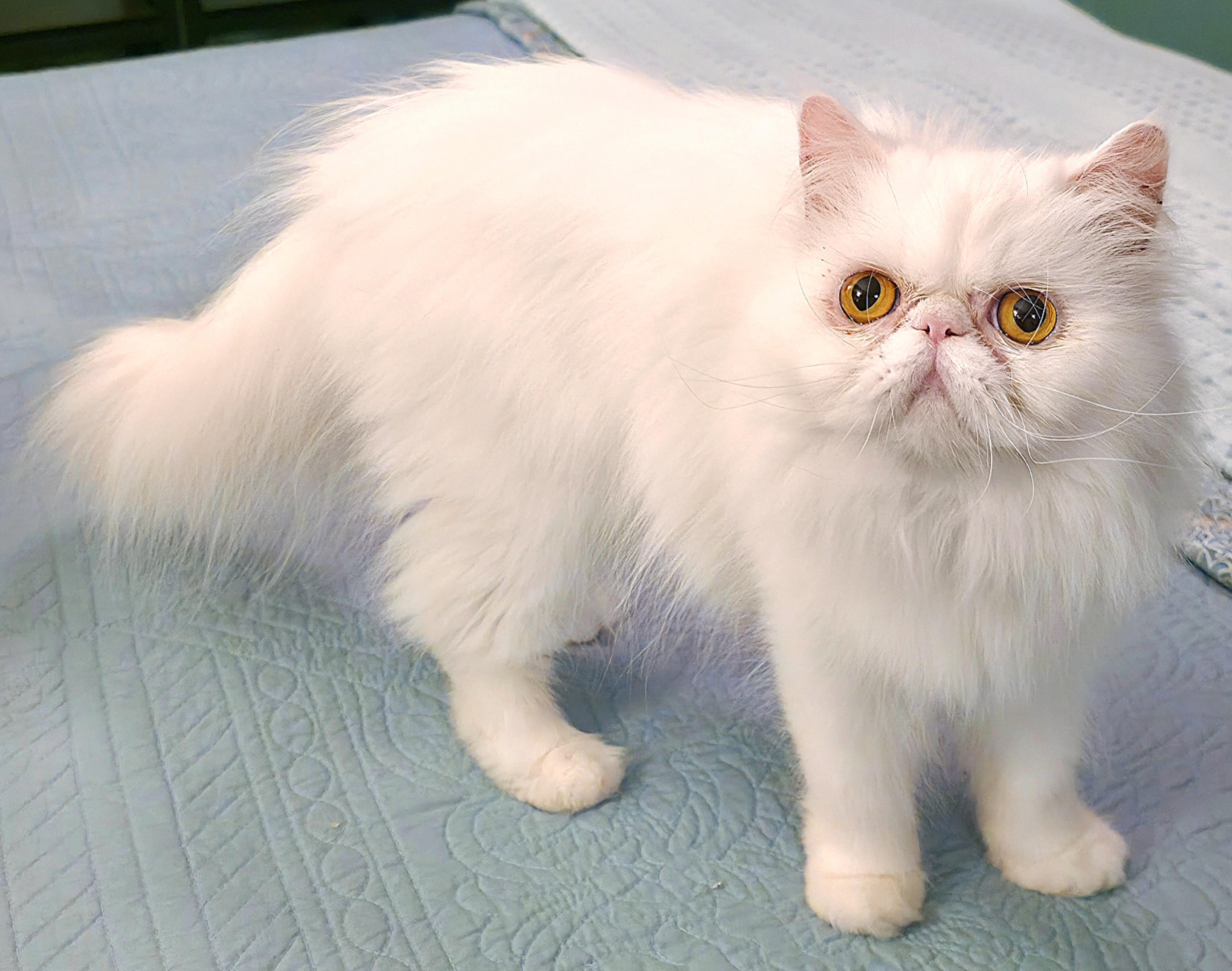 Celestine (aka Angel), a ADOPTABLE Persian in Converse, TX image 2/6
