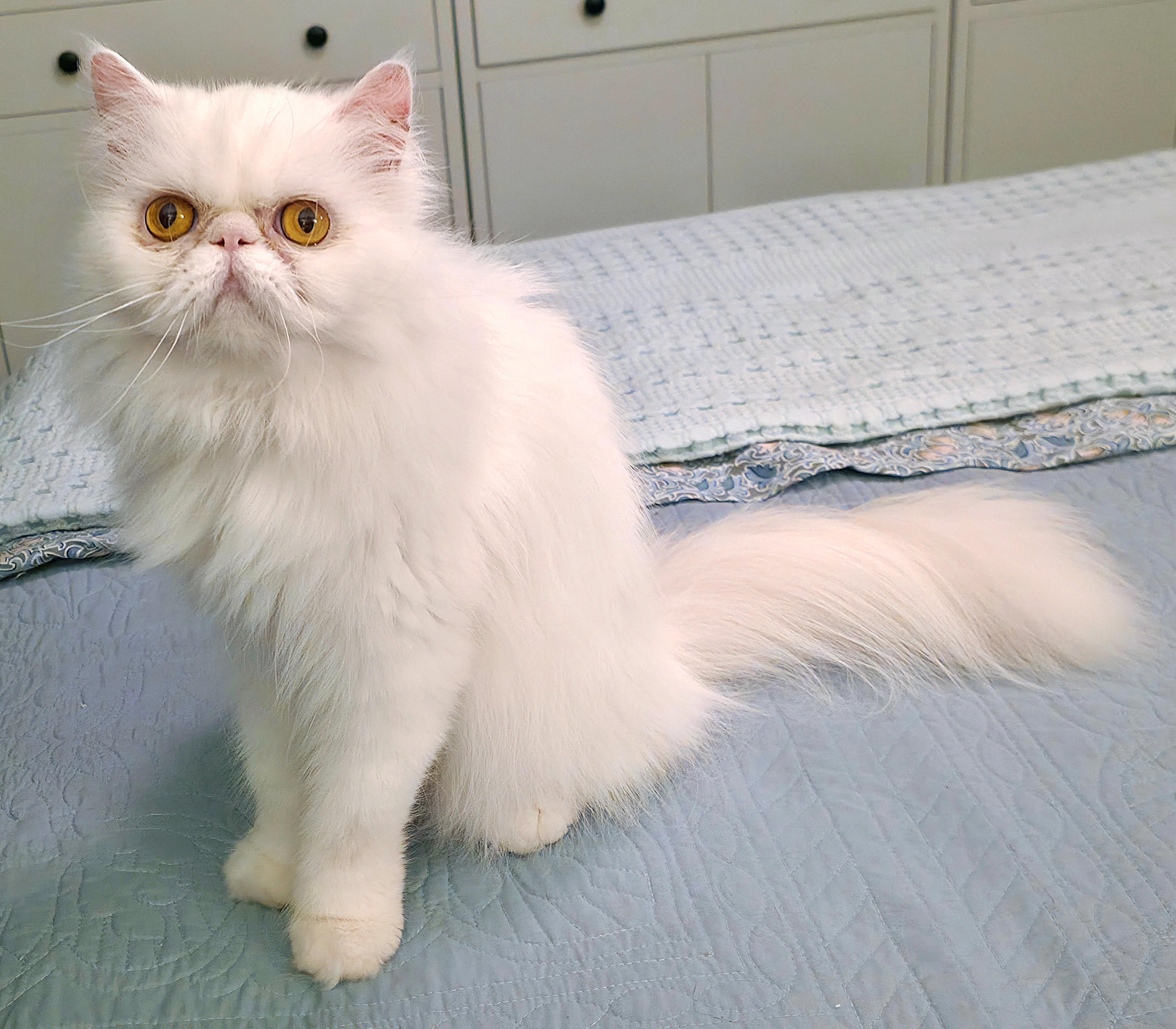 Celestine (aka Angel), a ADOPTABLE Persian in Converse, TX image 5/6