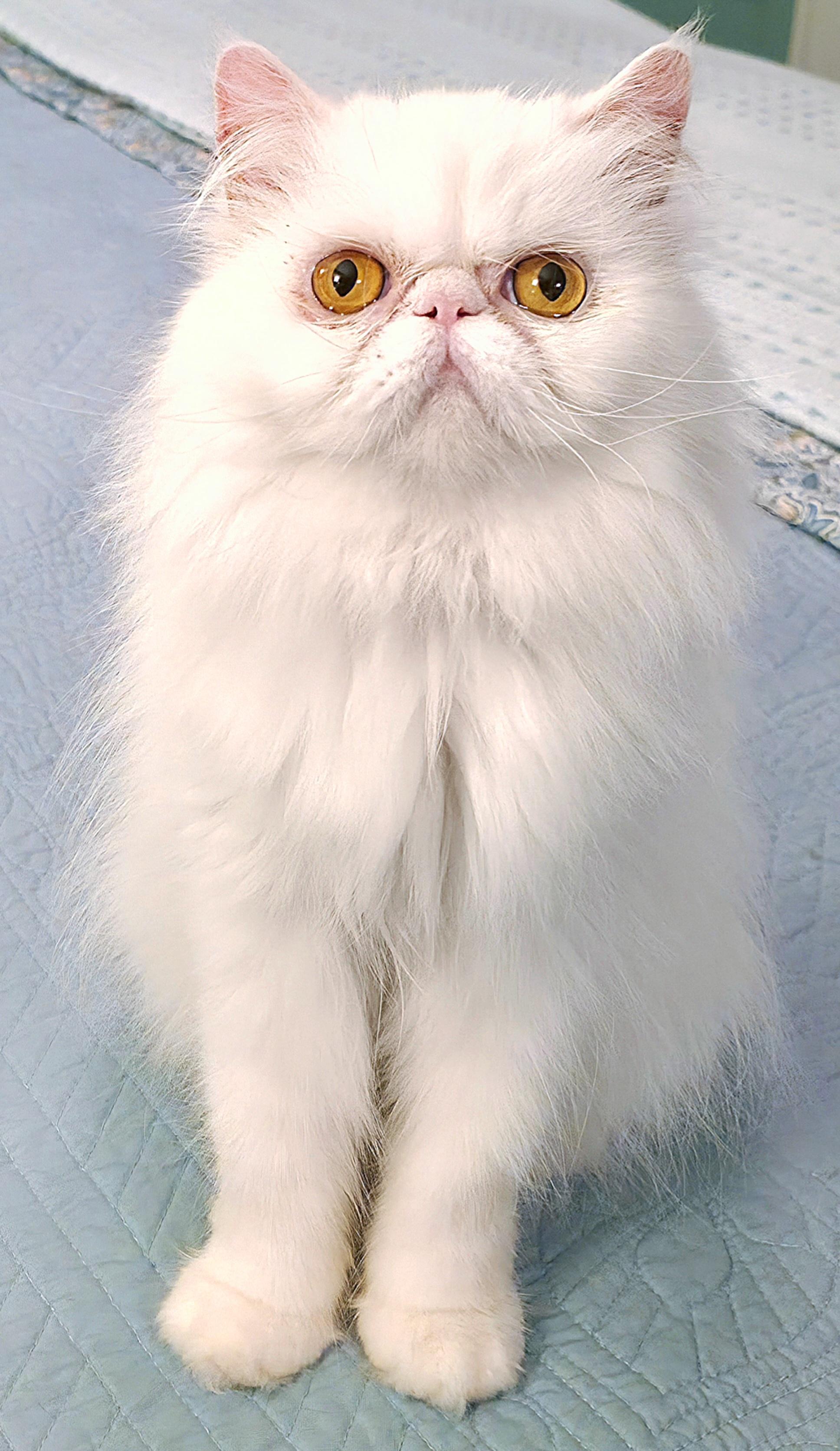Celestine (aka Angel), a ADOPTABLE Persian in Converse, TX image 3/6