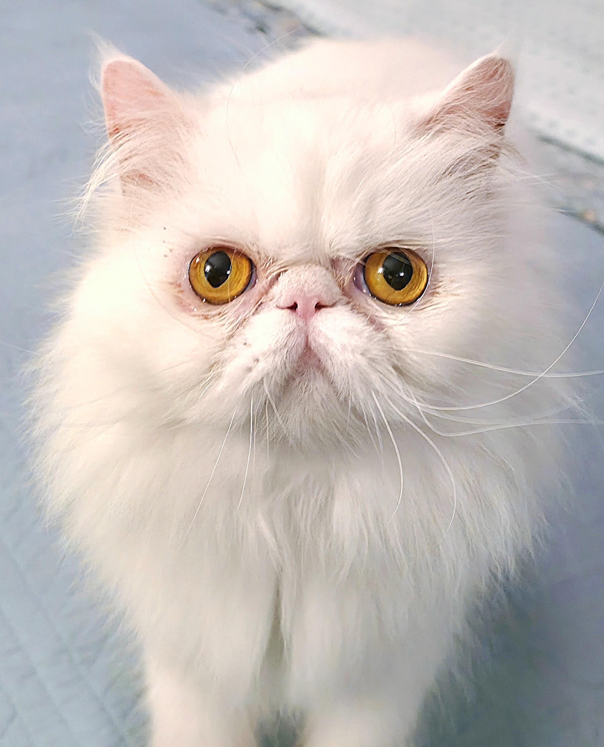 Celestine (aka Angel), a ADOPTABLE Persian in Converse, TX image 1/6