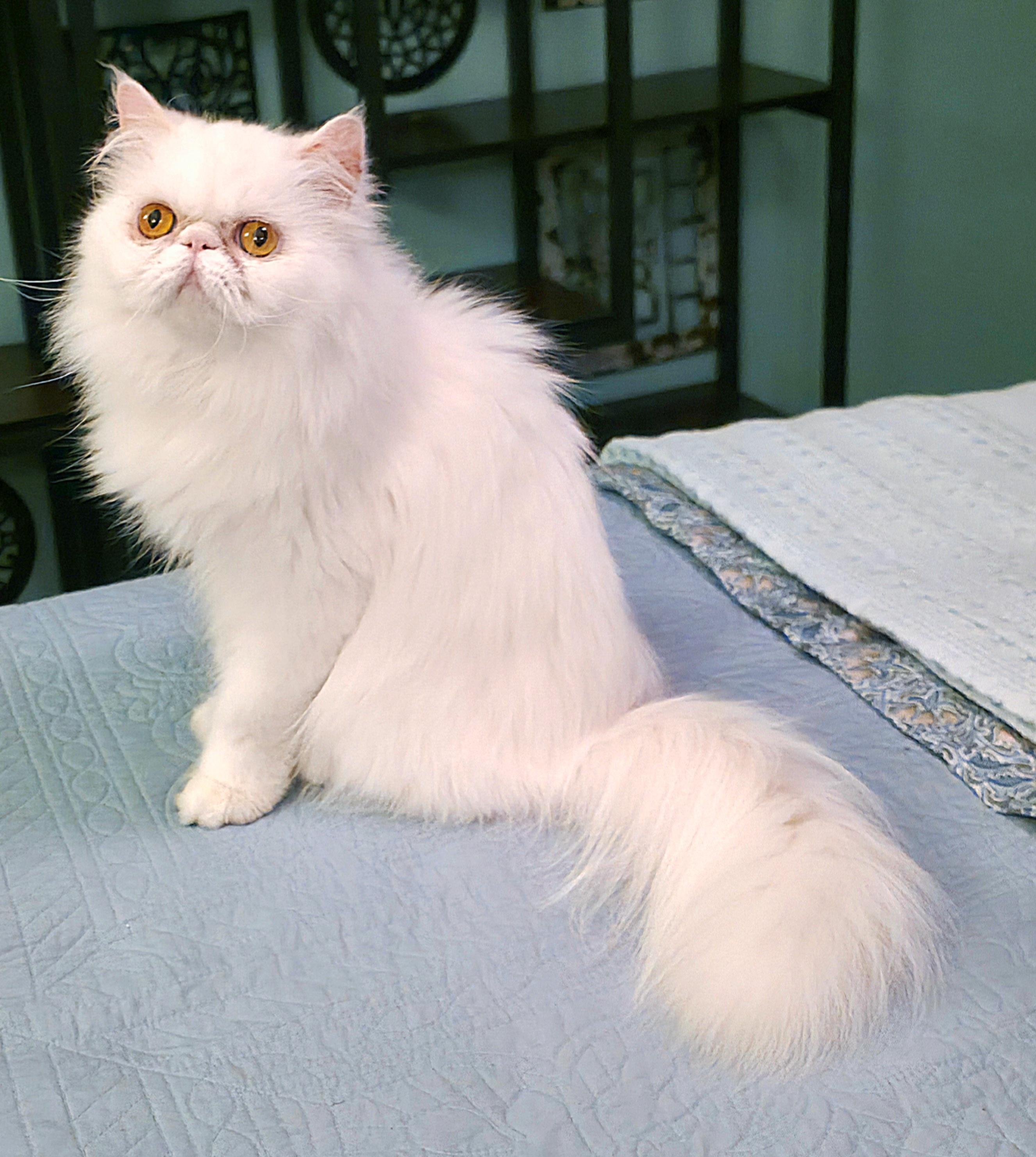 Celestine (aka Angel), a ADOPTABLE Persian in Converse, TX image 4/6
