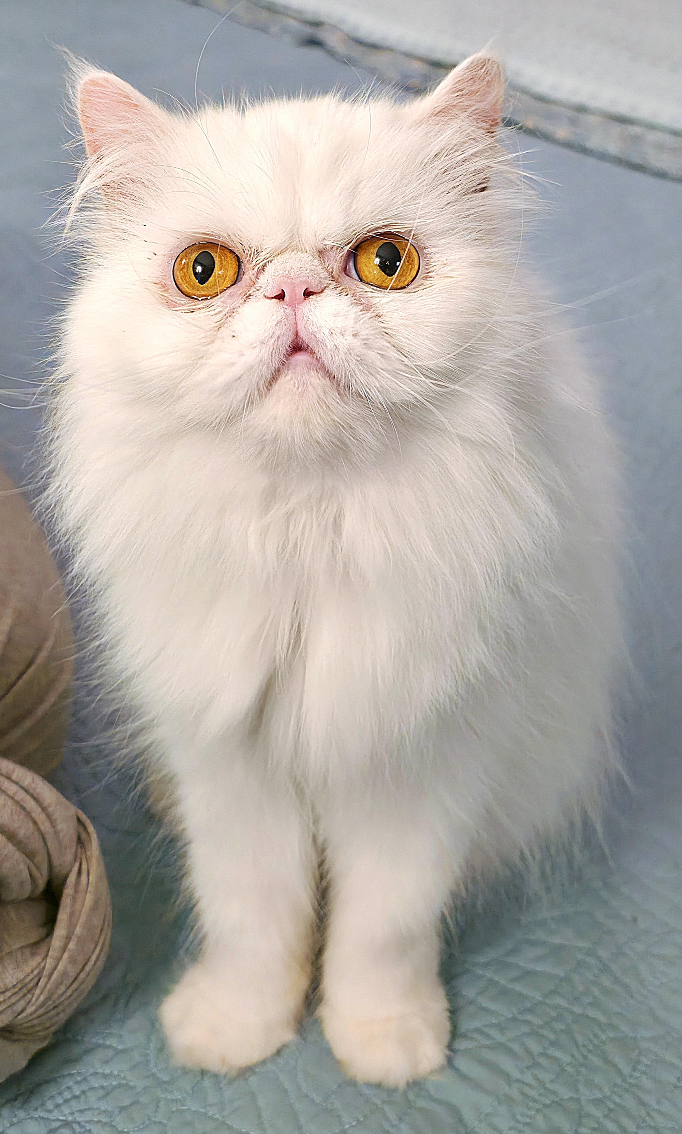 Celestine (aka Angel), a ADOPTABLE Persian in Converse, TX image 6/6