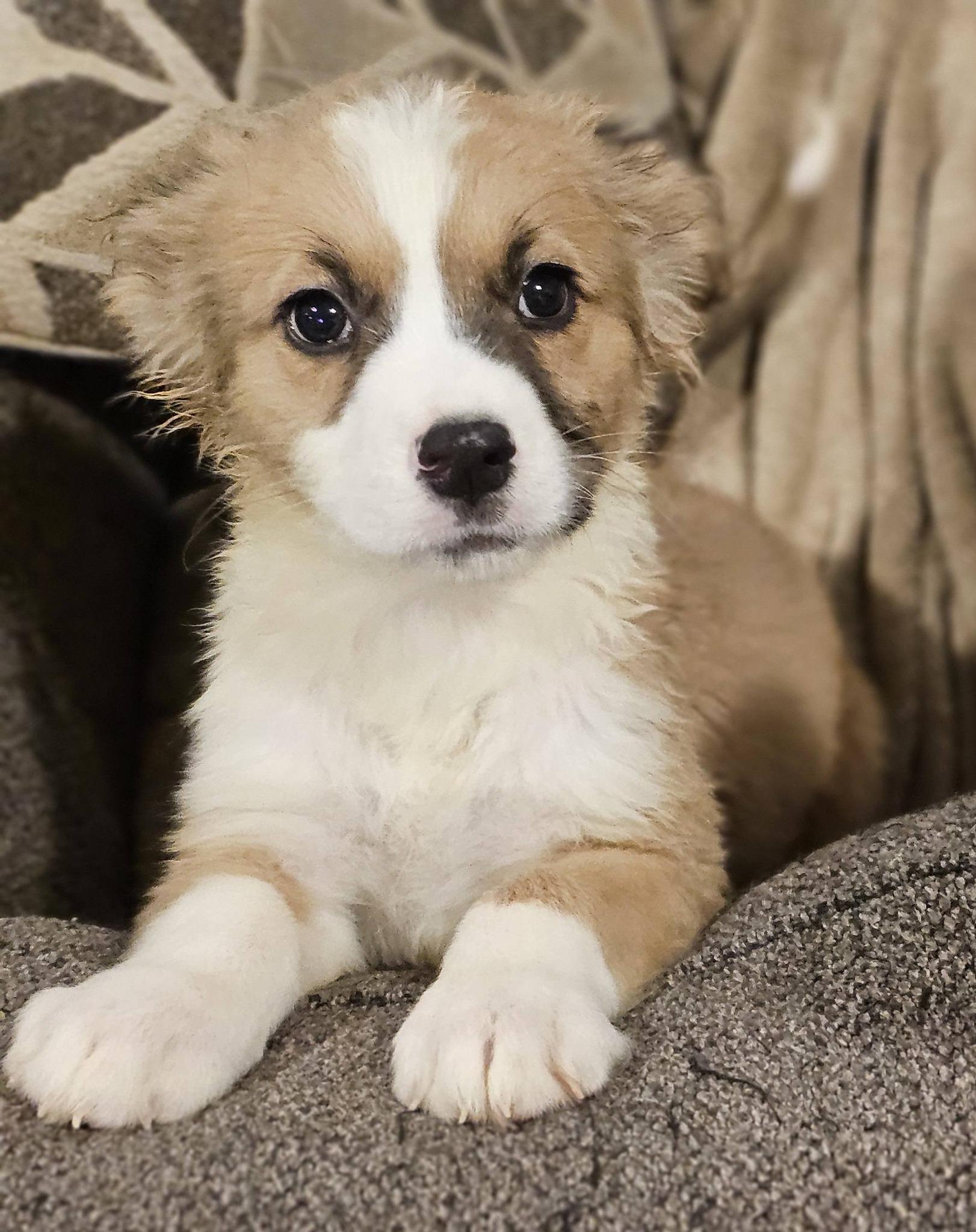 Hopscotch, adoptable, Puppy Male Great Pyrenees.